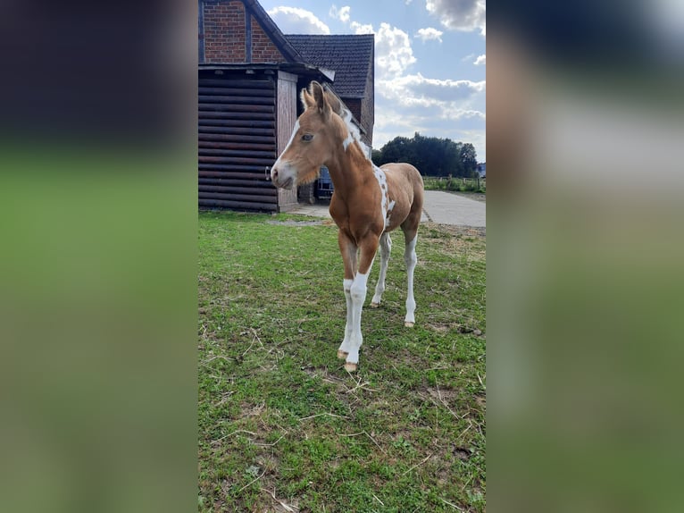 Paint Horse Stallion 1 year 15,1 hh Champagne in Hamm