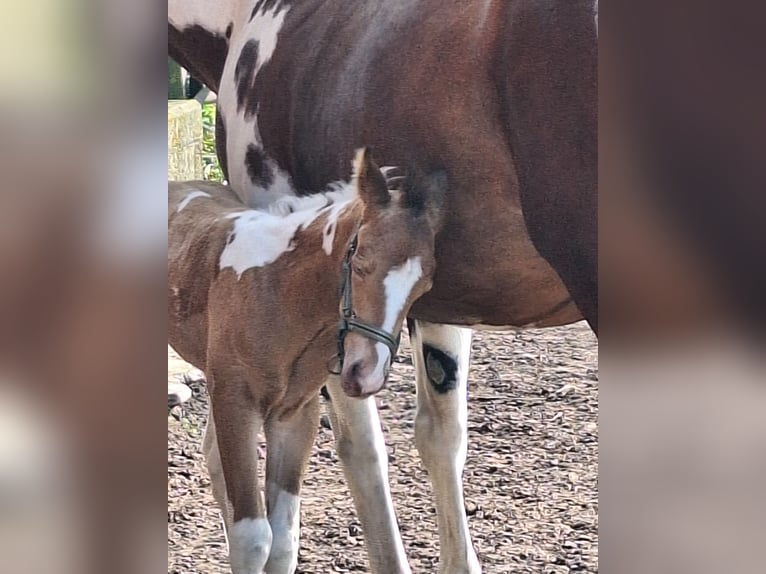 Paint Horse Stallion 1 year 15,1 hh Champagne in Hamm