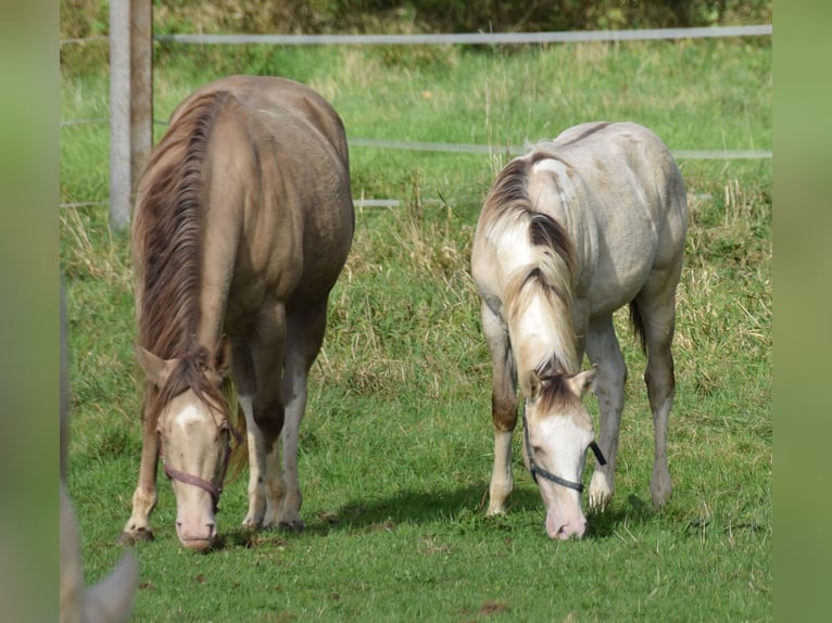 Paint Horse Stallion 1 year 15,1 hh Champagne in Buchbach