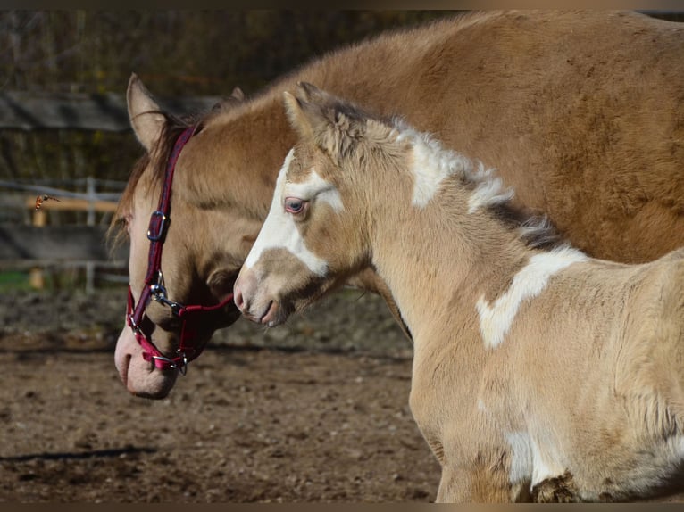 Paint Horse Stallion 1 year 15,1 hh Champagne in Buchbach