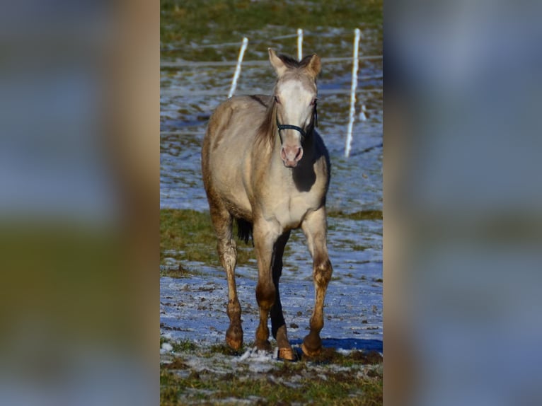 Paint Horse Stallion 1 year 15,1 hh Champagne in Buchbach