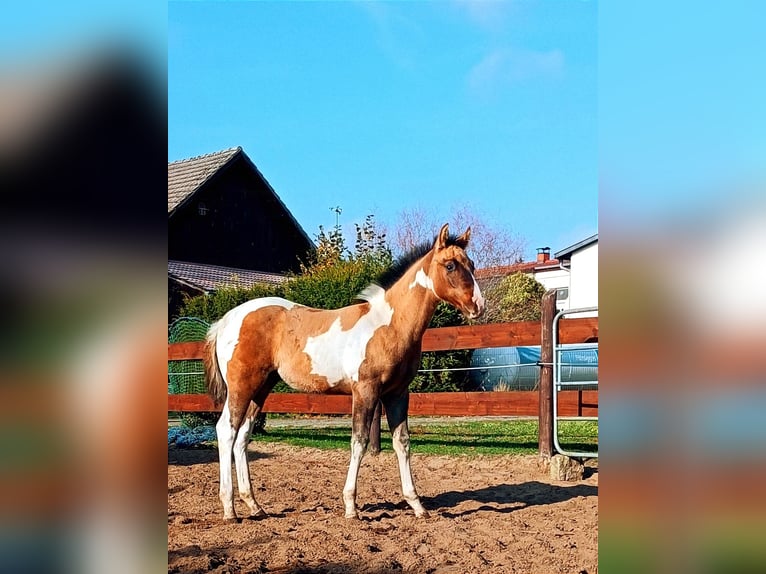 Paint Horse Stallion 1 year 15,1 hh Dun in Drachhausen