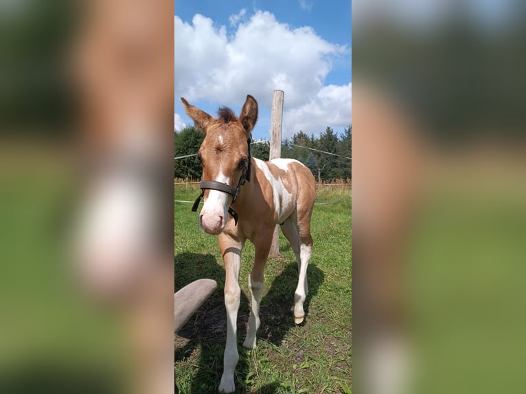 Paint Horse Stallion 1 year 15,1 hh Dun in Drachhausen