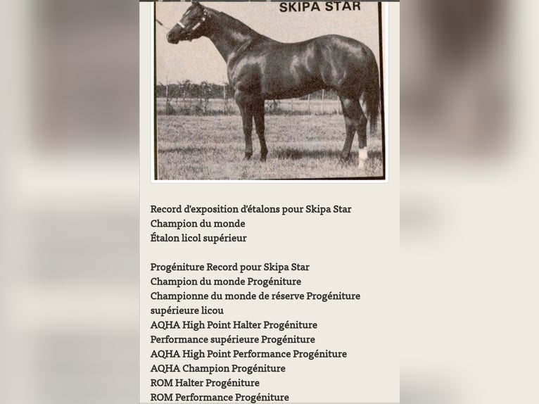 Paint Horse Stallion 1 year 15,1 hh Smoky-Black in Bastogne