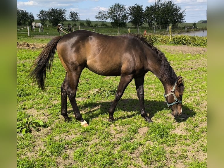 Paint Horse Stallion 1 year 15,1 hh Smoky-Black in Bastogne