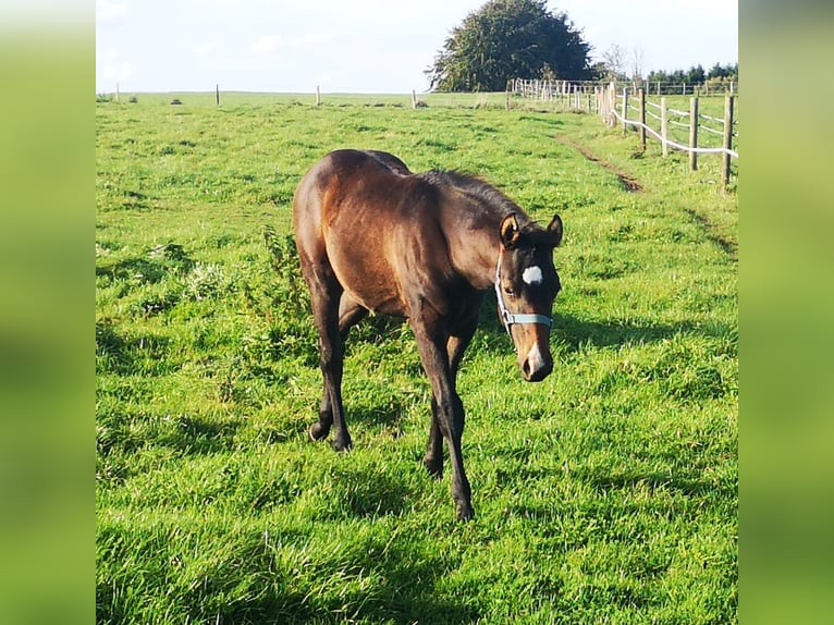Paint Horse Stallion 1 year 15,1 hh Smoky-Black in Bastogne