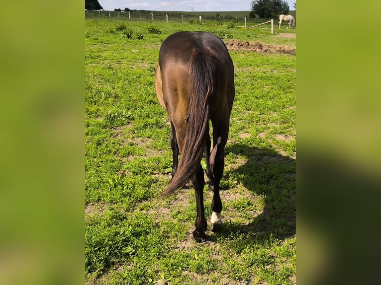 Paint Horse Stallion 1 year 15,1 hh Smoky-Black in Bastogne