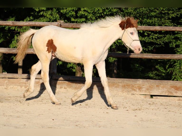 Paint Horse Mix Stallion 1 year 15,1 hh Tovero-all-colors in Globoko