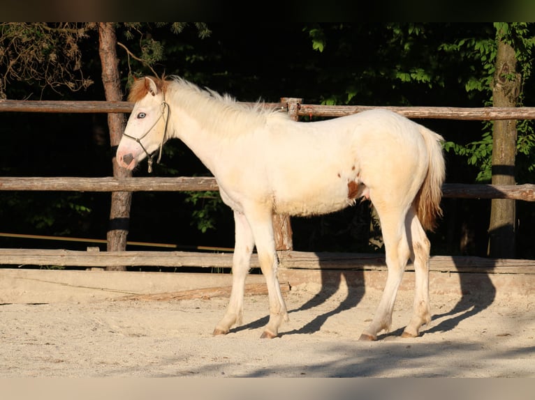 Paint Horse Mix Stallion 1 year 15,1 hh Tovero-all-colors in Globoko