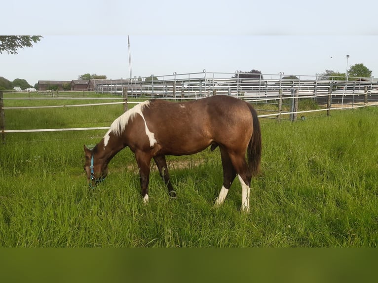 Paint Horse Stallion 1 year 15,2 hh Buckskin in Aldenhoven