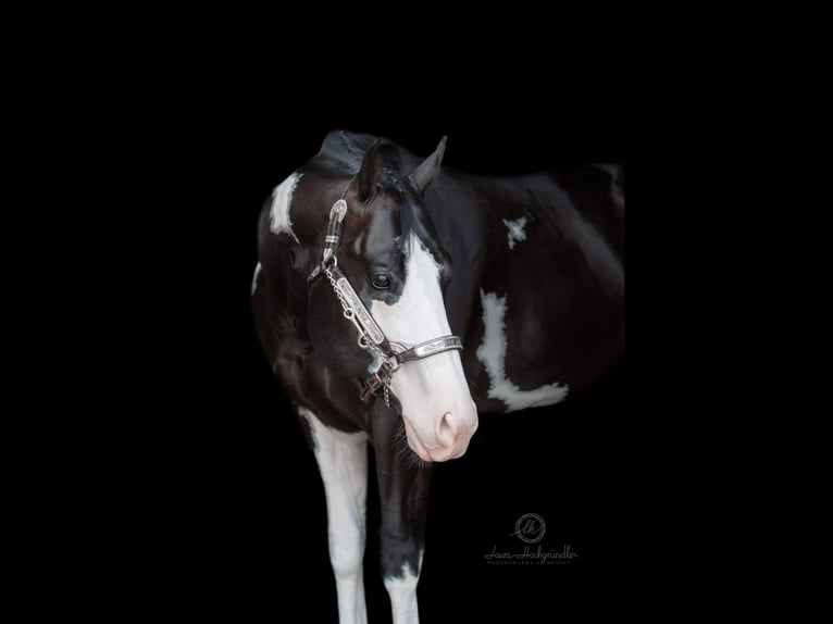 Paint Horse Stallion 1 year 15,2 hh Overo-all-colors in Berg en Terblijt