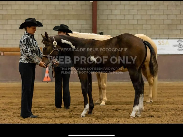 Paint Horse Stallion 1 year 15,2 hh Overo-all-colors in Berg en Terblijt