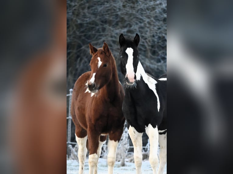 Paint Horse Stallion 1 year 15,3 hh Black in Pranzing