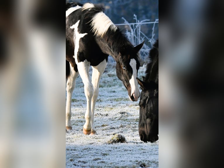 Paint Horse Stallion 1 year 15,3 hh Black in Pranzing