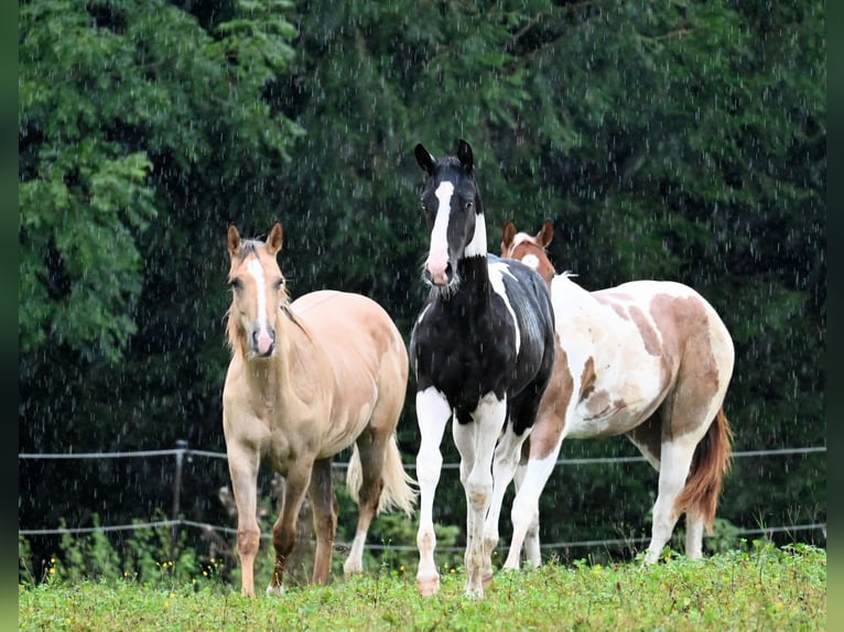 Paint Horse Stallion 1 year 15,3 hh Black in Pranzing