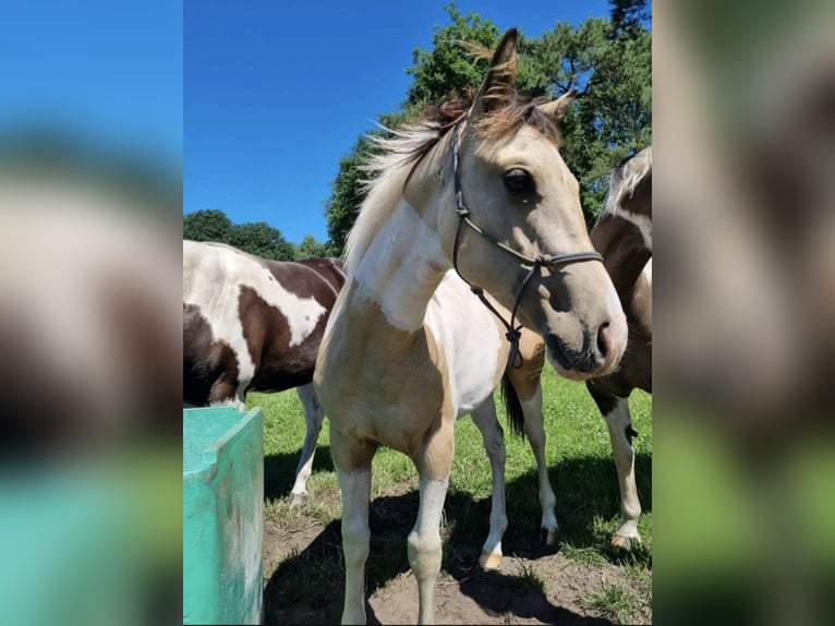 Paint Horse Stallion 1 year 15 hh Buckskin in Uelsen