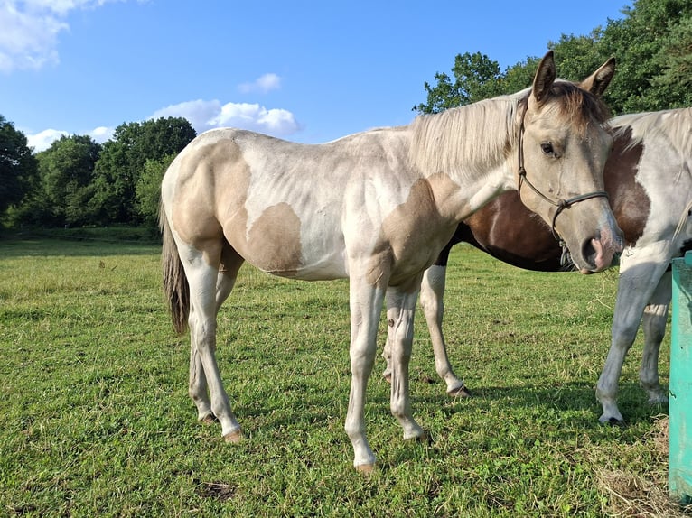 Paint Horse Stallion 1 year 15 hh Buckskin in Uelsen