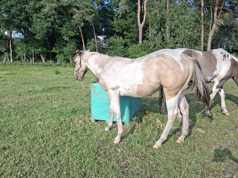 Paint Horse Stallion 1 year 15 hh Buckskin in Uelsen