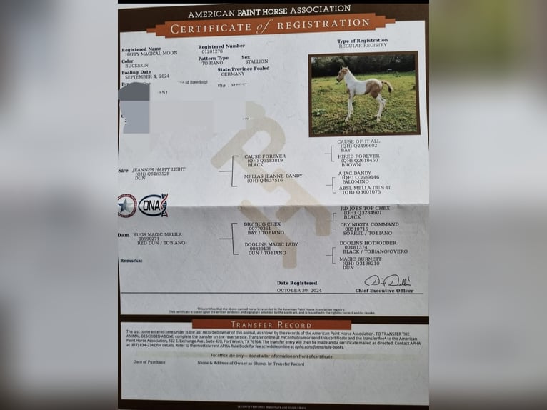 Paint Horse Stallion 1 year 15 hh Buckskin in Uelsen
