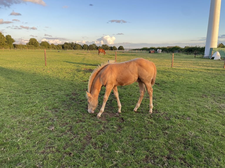 Paint Horse Stallion 1 year 15 hh Champagne in Lutterworth