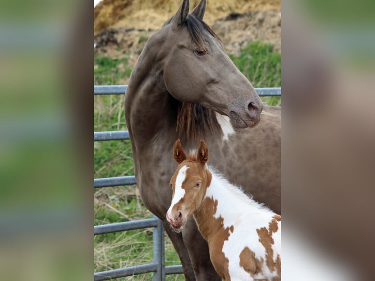 Paint Horse Stallion 1 year 15 hh Champagne in Hellenthal