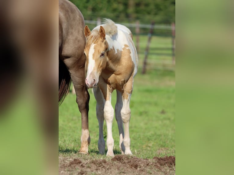 Paint Horse Stallion 1 year 15 hh Champagne in Hellenthal