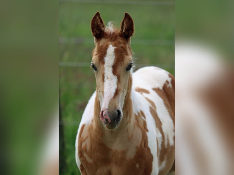 Paint Horse Stallion 1 year 15 hh Champagne in Hellenthal