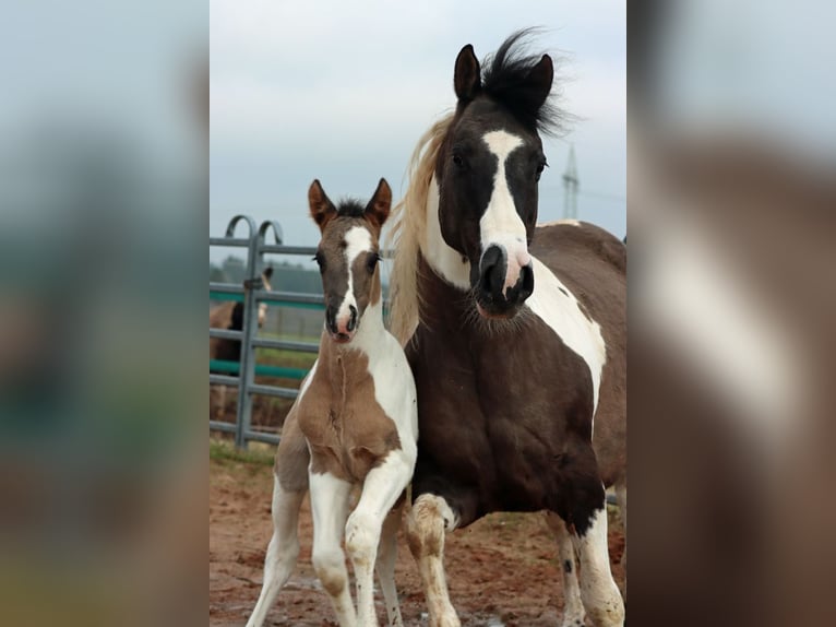 Paint Horse Stallion 1 year 15 hh Grullo in Hellenthal