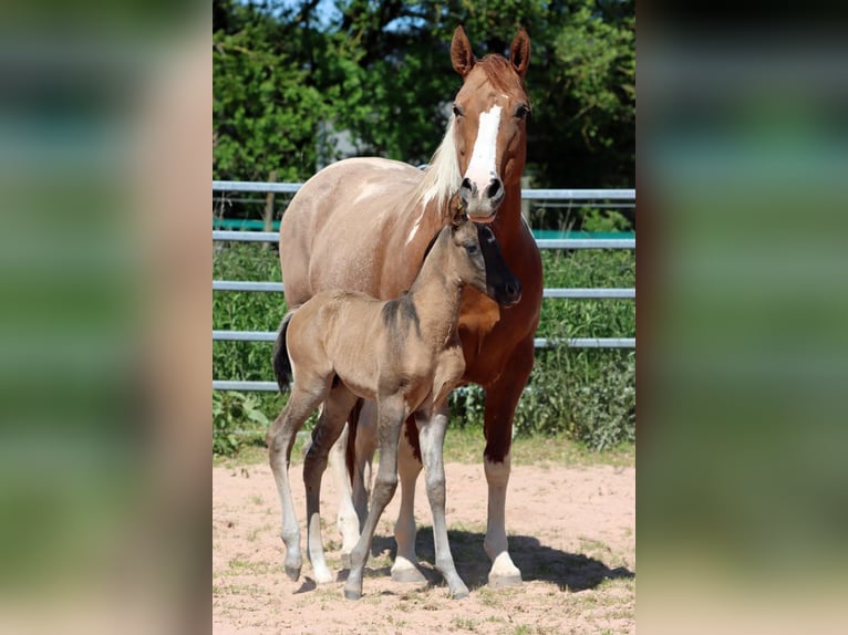 Paint Horse Stallion 1 year 15 hh Grullo in Hellenthal