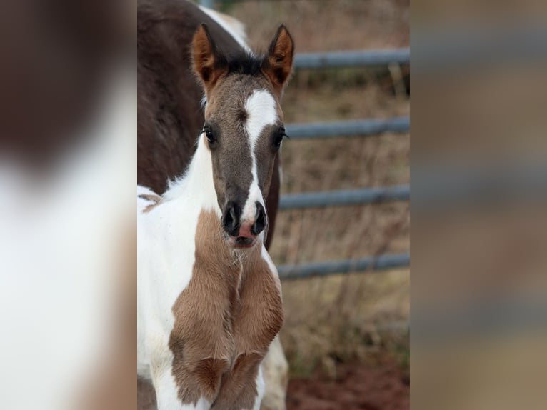 Paint Horse Stallion 1 year 15 hh Grullo in Hellenthal