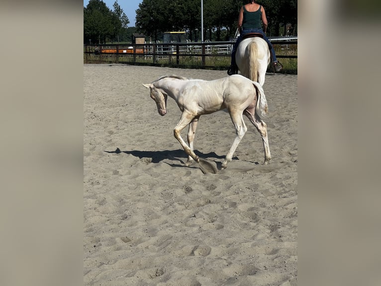 Paint Horse Stallion 1 year 15 hh Perlino in Woudenberg