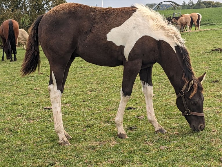 Paint Horse Stallion 1 year 15 hh Tobiano-all-colors in Bad Gandersheim