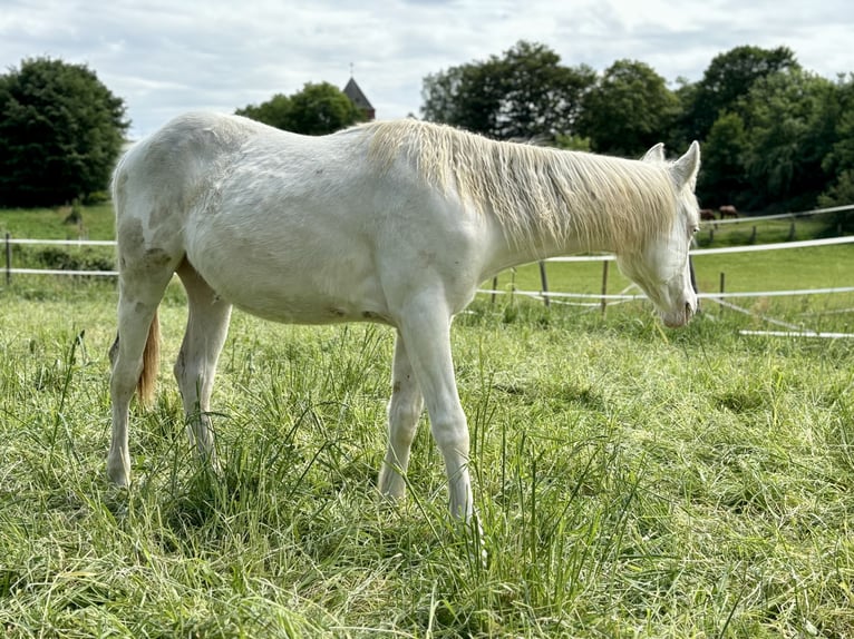 Paint Horse Stallion 1 year 15 hh Tovero-all-colors in Rosengarten