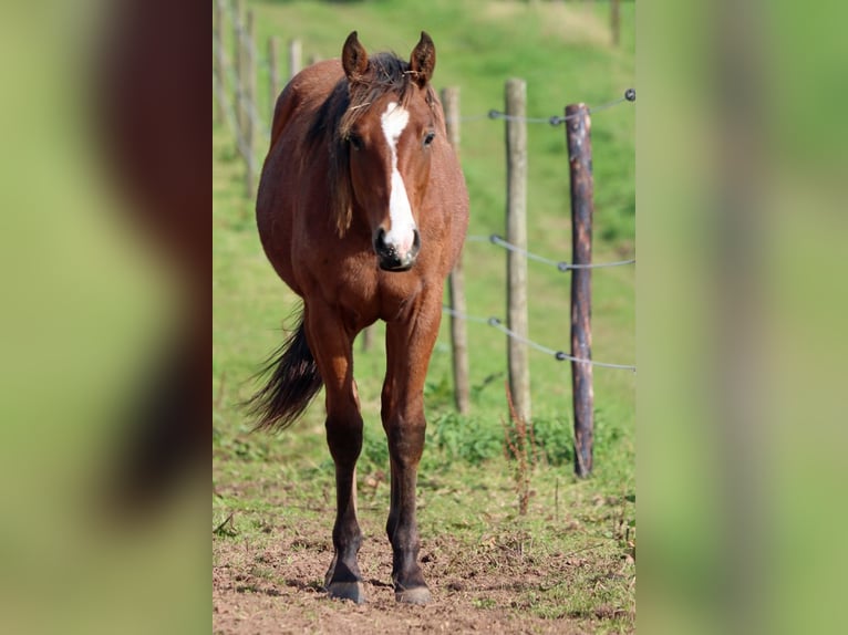 Paint Horse Stallion 1 year 15,1 hh Brown in Hellenthal