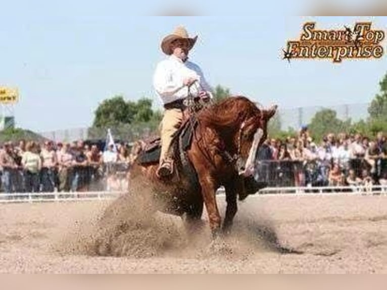 Paint Horse Stallion 1 year 15,1 hh Chestnut in Landau
