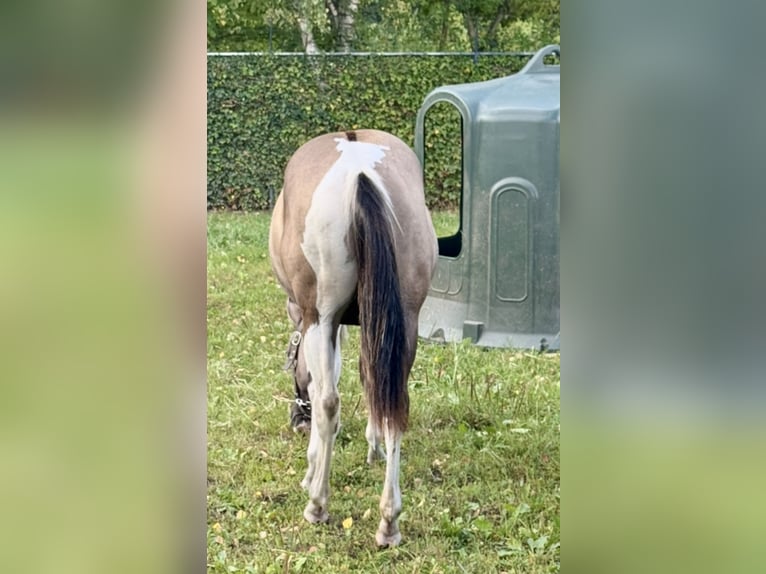 Paint Horse Stallion 1 year 15,1 hh Grullo in ZUTENDAAL