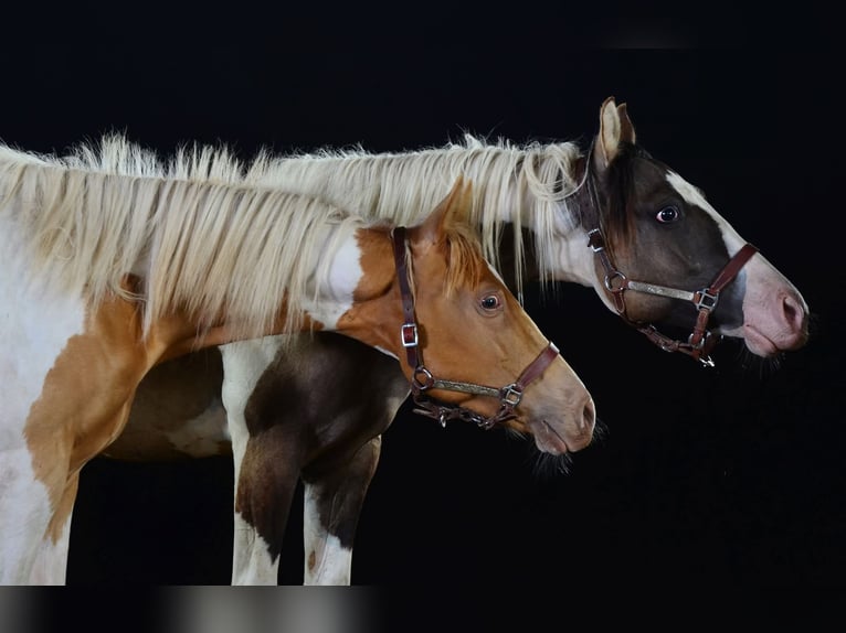 Paint Horse Stallion 1 year 15,1 hh Tobiano-all-colors in Buchbach