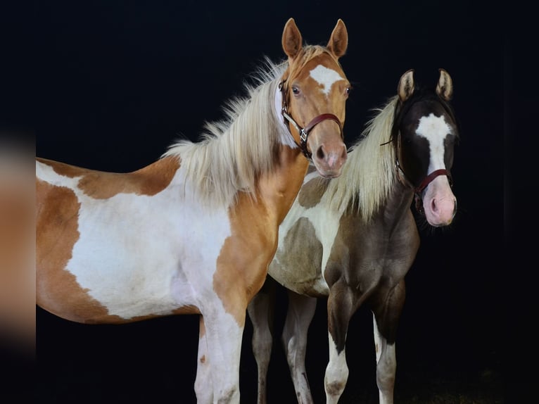 Paint Horse Stallion 1 year 15,1 hh Tobiano-all-colors in Buchbach