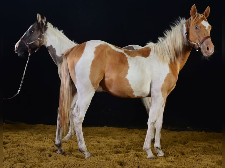 Paint Horse Stallion 1 year 15,1 hh Tobiano-all-colors in Buchbach