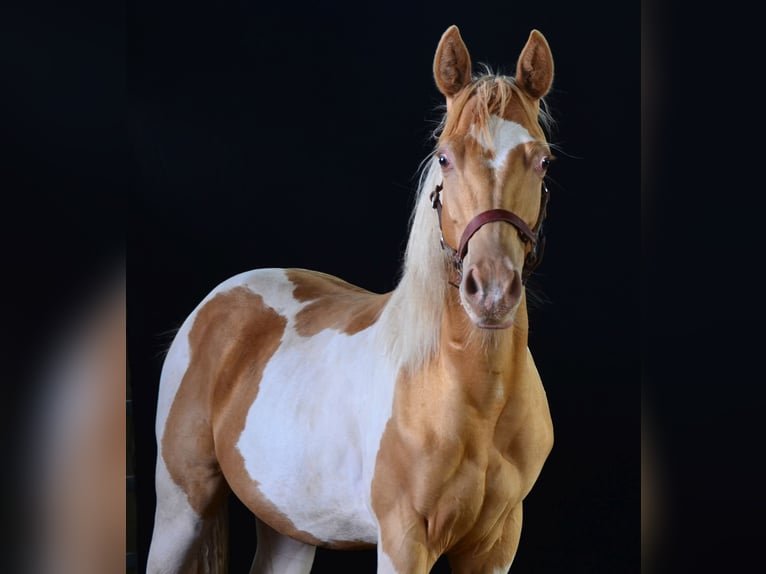 Paint Horse Stallion 1 year 15,1 hh Tobiano-all-colors in Buchbach