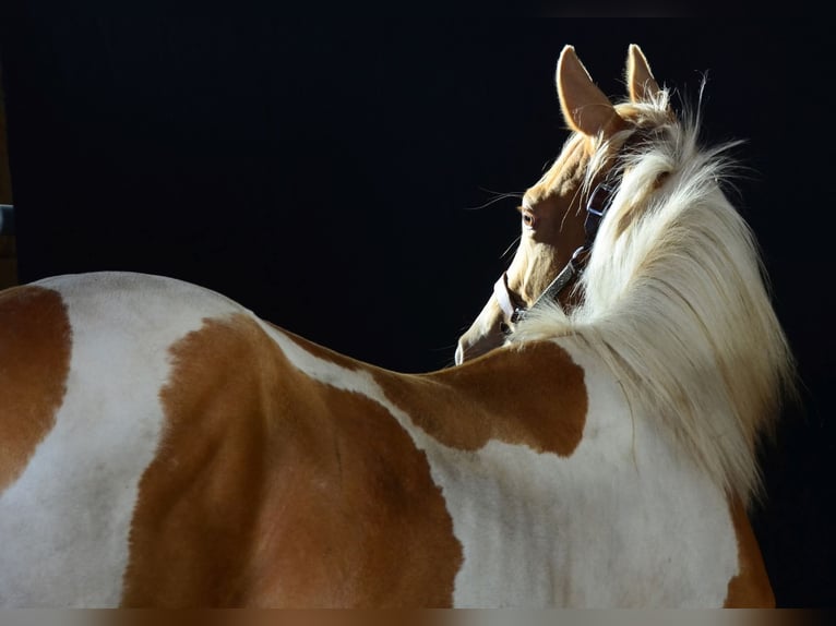 Paint Horse Stallion 1 year 15,1 hh Tobiano-all-colors in Buchbach