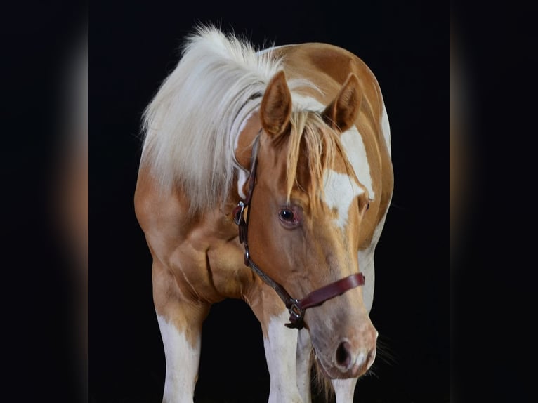 Paint Horse Stallion 1 year 15,1 hh Tobiano-all-colors in Buchbach