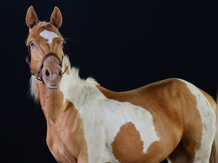 Paint Horse Stallion 1 year 15,1 hh Tobiano-all-colors in Buchbach
