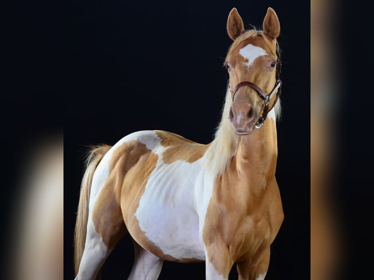 Paint Horse Stallion 1 year 15,1 hh Tobiano-all-colors in Buchbach