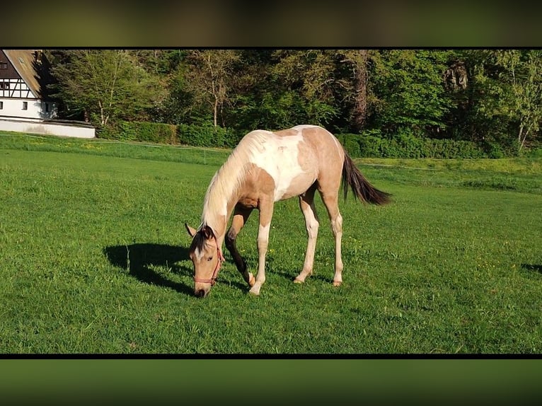 Paint Horse Stallion 1 year 16,2 hh Buckskin in Grimma