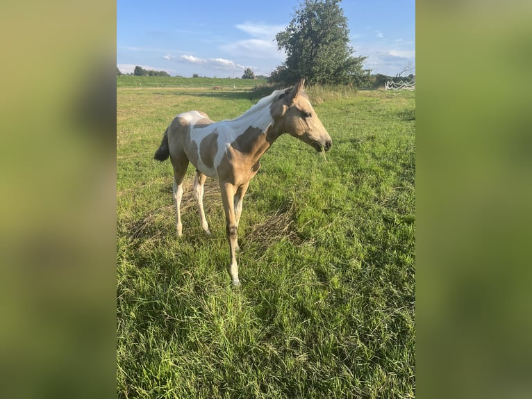 Paint Horse Stallion 1 year 16,2 hh Buckskin in Grimma
