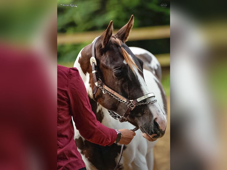 Paint Horse Stallion 1 year 16 hh Tovero-all-colors in Zakupy