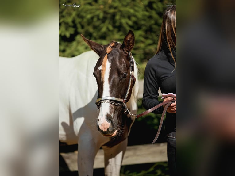 Paint Horse Stallion 1 year 16 hh Tovero-all-colors in Zakupy
