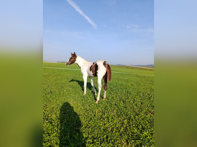 Paint Horse Stallion 1 year 16 hh Tovero-all-colors in Zakupy