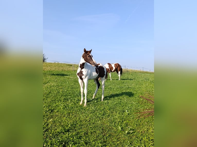 Paint Horse Stallion 1 year 16 hh Tovero-all-colors in Zakupy